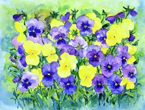 Coulson: Blue and Yellow Pansies