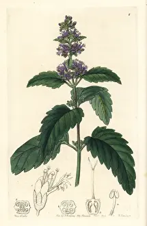 Sinensis: Bluebeard, Caryopteris incana