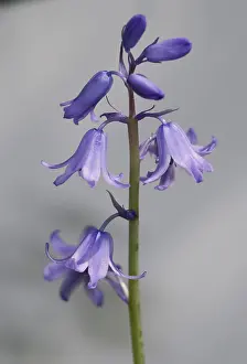 Monocot: Bluebell