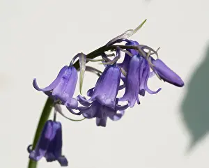 Monocot: Bluebell