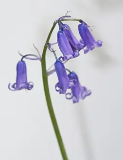 Monocot: Bluebell