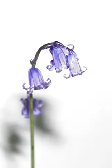 Monocot: Bluebell