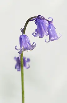 Monocot: Bluebell