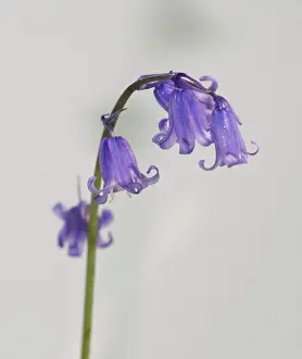 Monocot: Bluebell