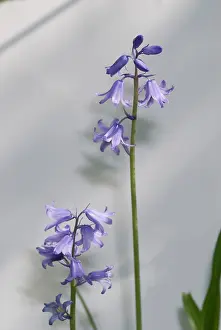 Monocot: Bluebell