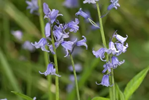 Monocot: Bluebell