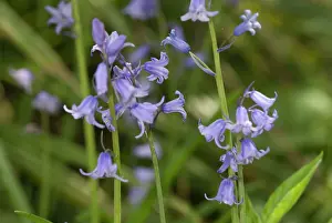 Monocot: Bluebell