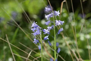 Monocot: Bluebell