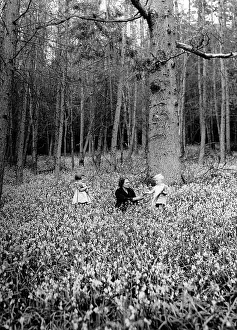 Profusion: Bluebell wood