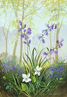 Bluebell: Bluebell Wood