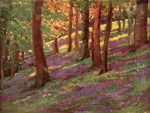 Bursting: The Bluebell Wood