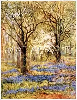 C1906: BLUEBELL WOOD C1906