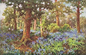 Shelton: A Bluebell Wood, Surrey