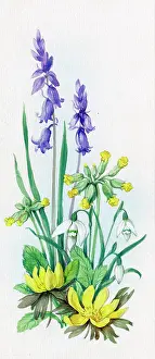 Cowslips: Bluebells, cowslips, etc