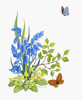 Cowslips: Bluebells and Cowslips