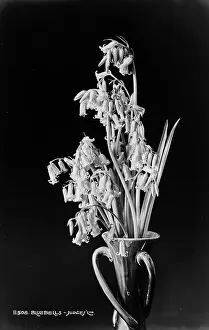Petals: Bluebells in a Vase