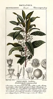 Guatemalan: Blueberry ash, Elaeocarpus cyaneus