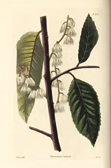 Cyaneus: Blueberry ash, Elaeocarpus reticulatus