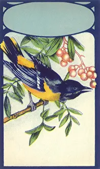 Leafy: Bluebird, Berries