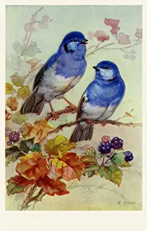 Bluebirds: Bluebirds & blossoms