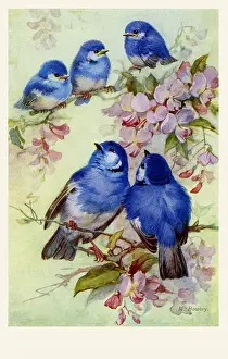 Bluebirds: Bluebirds & blossoms