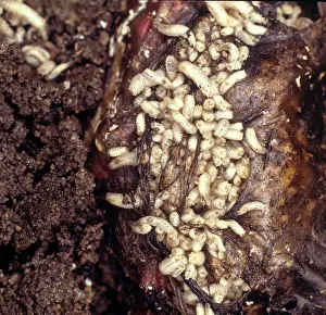 Calliphorid: Bluebottle maggots