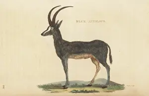 G. Kearsley: Bluebuck, Hippotragus leucophaeus, extinct
