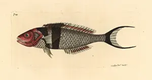 Thalassoma: Bluehead fish, Thalassoma bifasciatum