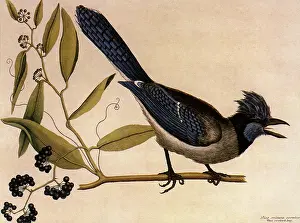 Cyanocitta: Bluejay, Cyanocitta cristata