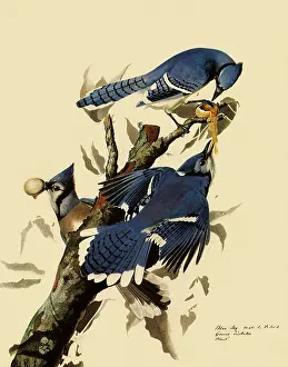 Cristata: Bluejays Feeding