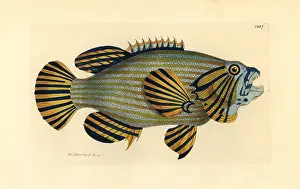 Cephalopholis: Bluelined hind or rockcod, Cephalopholis formosa