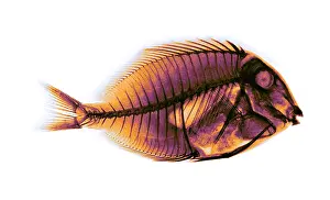 Idol: Bluelined Surgeonfish, X-ray, 1896