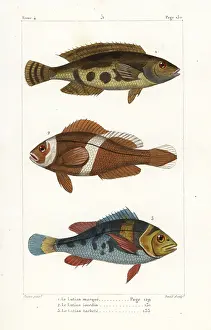 Oviparous: Bluestriped snapper, saddleback clownfish and saddlegrunt