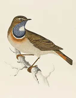 Bluethroat: Bluethroat - Bluebreast