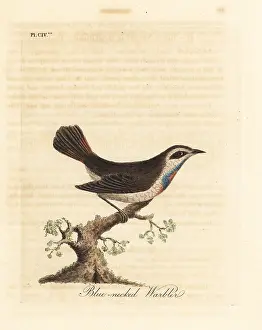 Luscinia: Bluethroat, Luscinia svecica