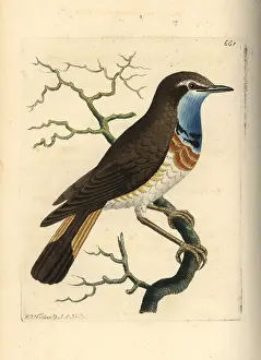 Luscinia: Bluethroat, Luscinia svecica