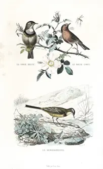 Pourrat: Bluethroat, robin and western yellow wagtail