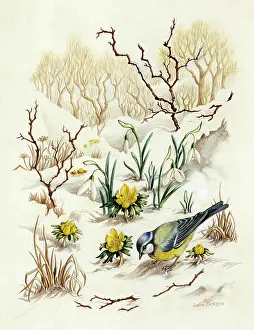 Dickson: Bluetit, aconites and snowdrops in the snow
