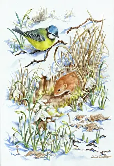 Dickson: Bluetit, vole and snowdrops in the snow