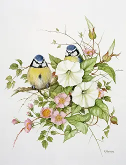 Bluetits: Bluetits in Hedgerow Bindweed