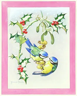 Bluetits: Bluetits on monkey nuts hung from holly