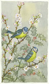 Twigs: Bluetits on twigs of blossom with holly