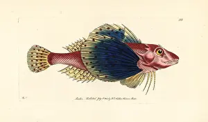 Punctatus: Bluewing searobin, Prionotus punctatus