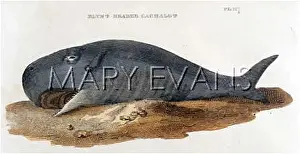 Cachalot: BLUNT HEADED CACHALOT