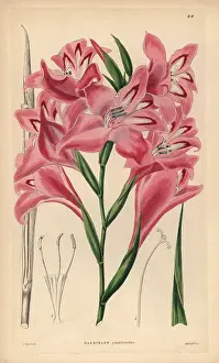 Gladiolus: Blush-flowered cornflag hybrid, Gladiolus x pudibundus