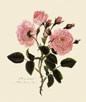 Blush: Blush Province Rose, Rose centifolia