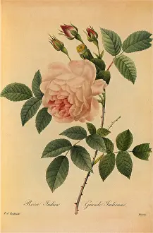 Blush: Blush Tea China
