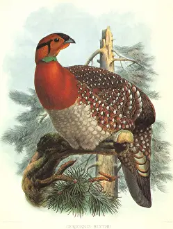 Grouse: Blyth's Trapogan, Tragopan blythii