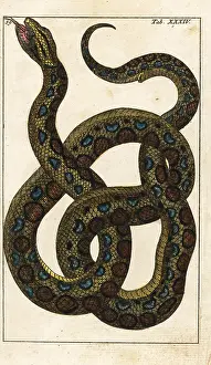 Wilhelms: Boa constrictor