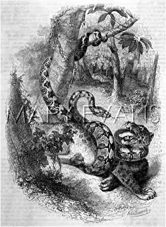 Constrictor: Boa Constrictor attacking a tiger